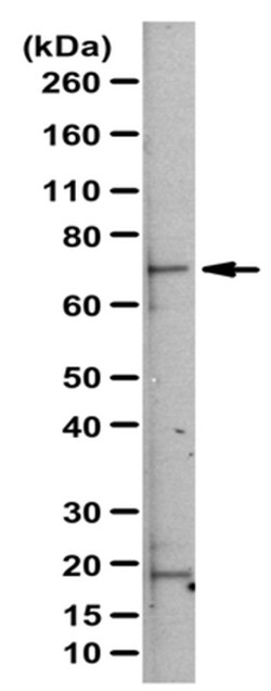 MilliporeSigma Rabbit anti-RLIM/Rnf12, Polyclonal, 100&mu;L:Antibodies,